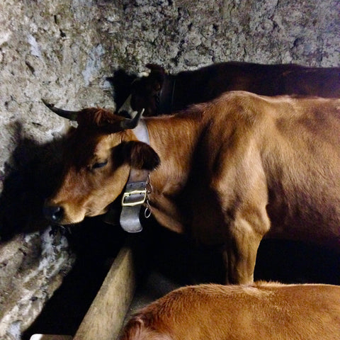 One of Catherine Richard's herd at milking