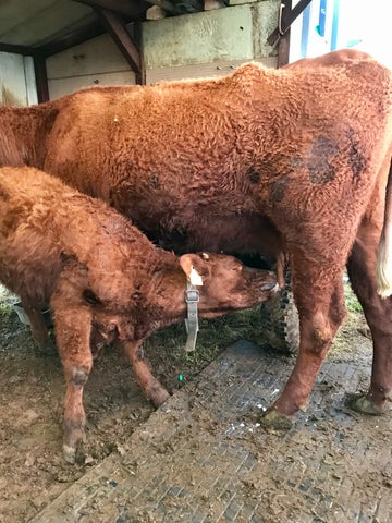 A Salers cow in the Delorme herd being milked with her calf