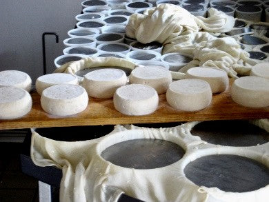 Reblochon cheeses just removed from their moulds