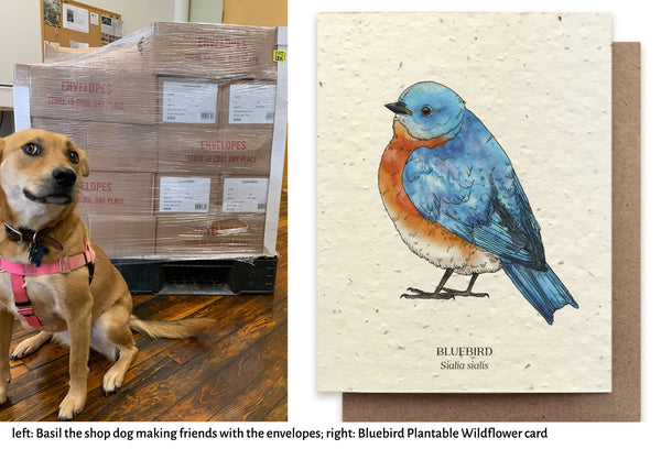 image of Basil the shop dog and a Bluebird Wildflower notecard