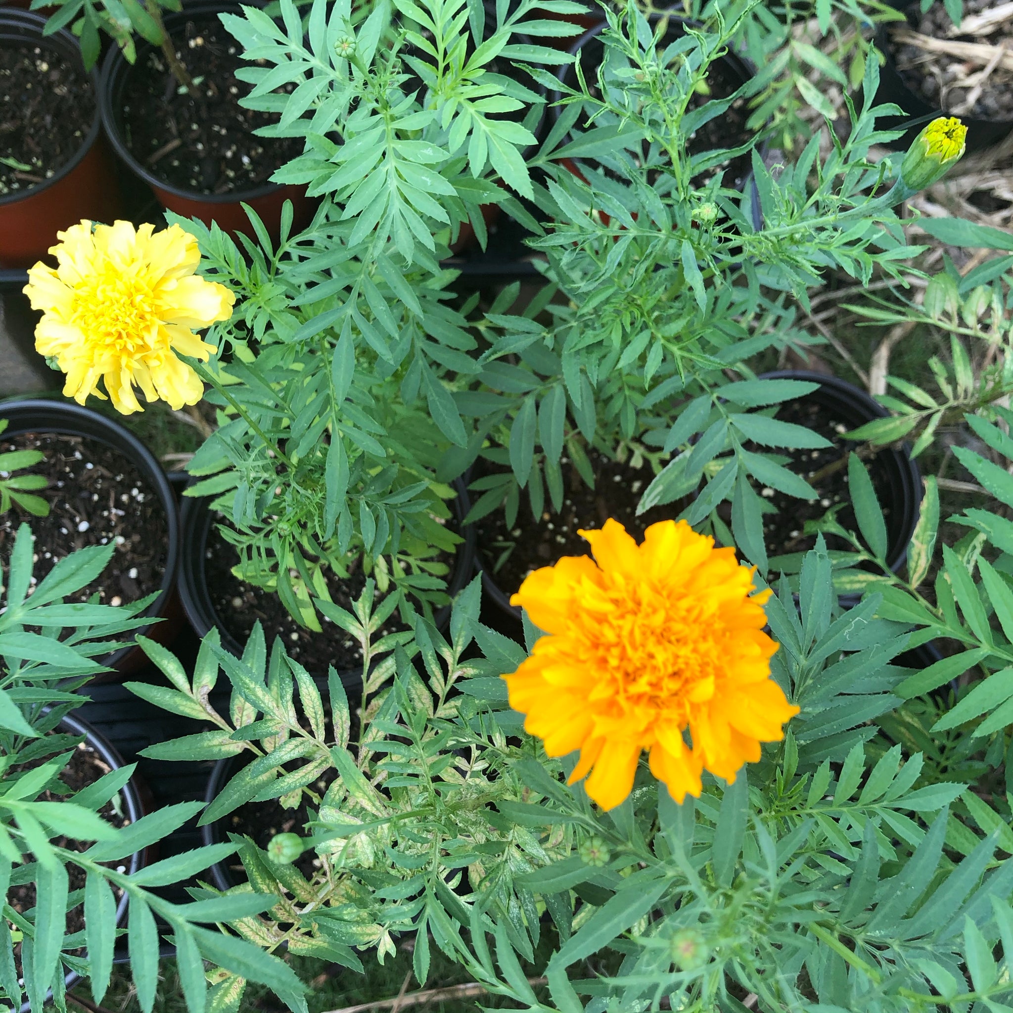 Marigold Seedlings Guahan Sustainable Culture
