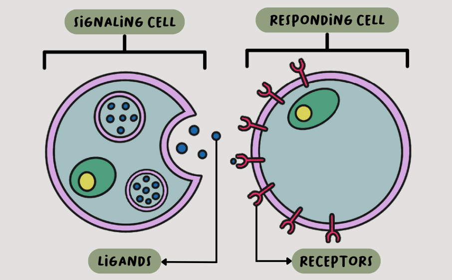 picture of two large human cells communicating with one another-this image is meant to portray how the cells in our body communicate