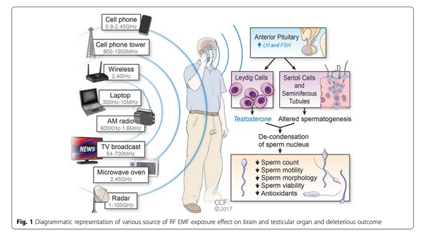 male sperm reductive fertility emf radiation