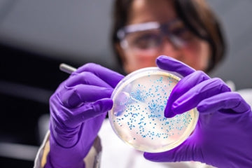 woman with gloves on looking at bacteria in a petri dish. she is using some sort of scientific tool to move it around and analyze it. She has short hair and glasses.