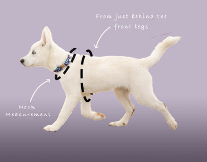 Bespoke Design: Purple & Pink - Barclay Design - Luxury Dog Harness