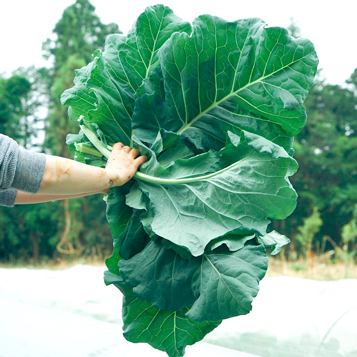 野菜の王様「ケール」とは？