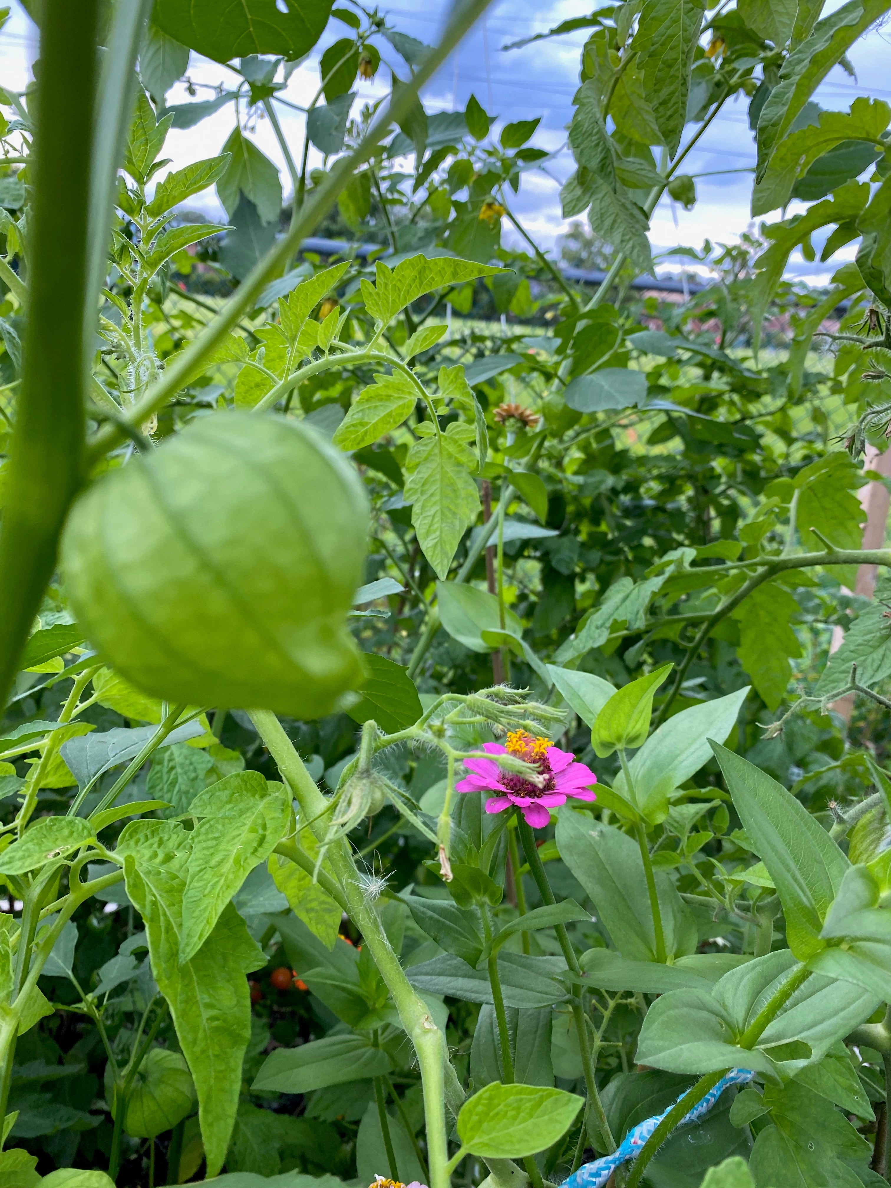 Gardening Happiness 