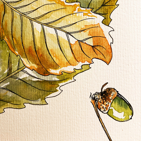 autumn leaf and acorn painted in watercolour and ink