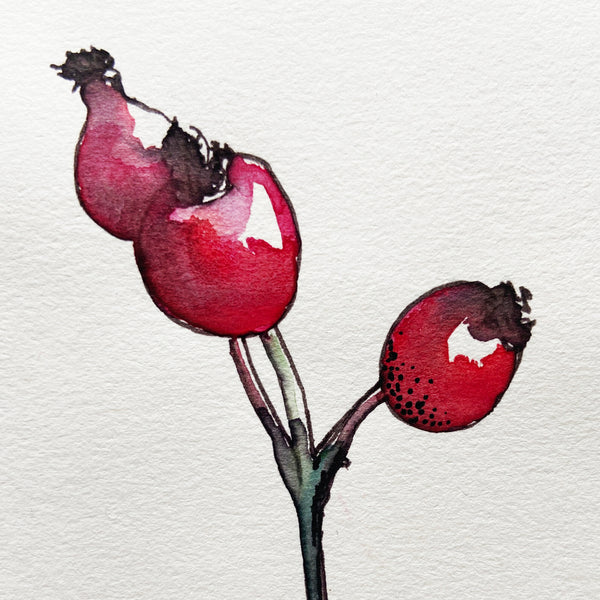 Rosehips painted with watercolour and ink.