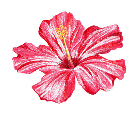 Hibiscus drawn using polychromos pencils