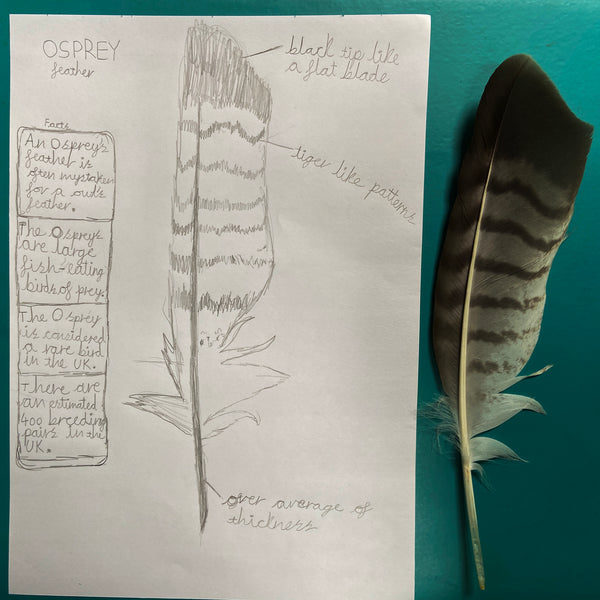 Pencil sketch of an Osprey feather with the real feather next to it