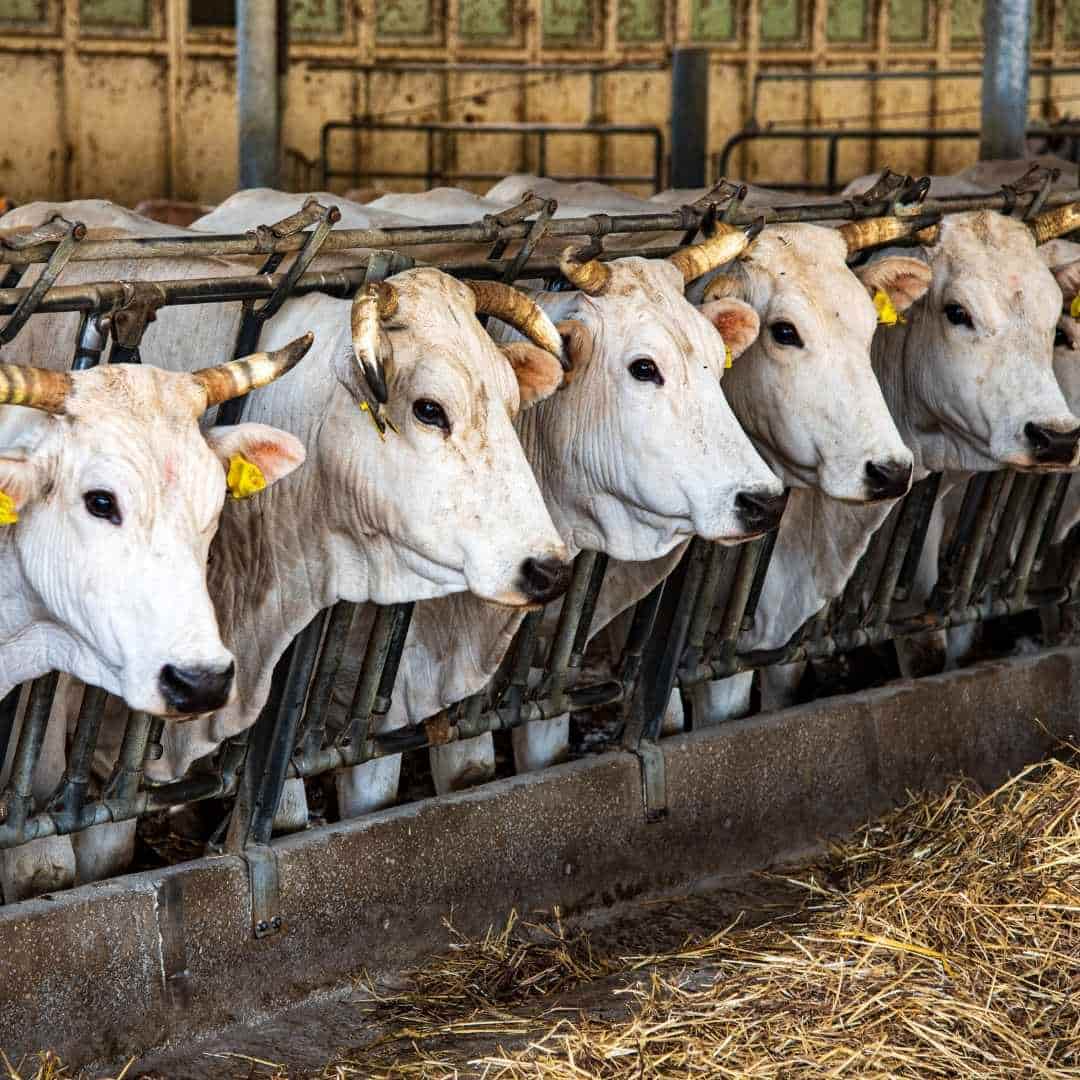 Cows in a cow farm