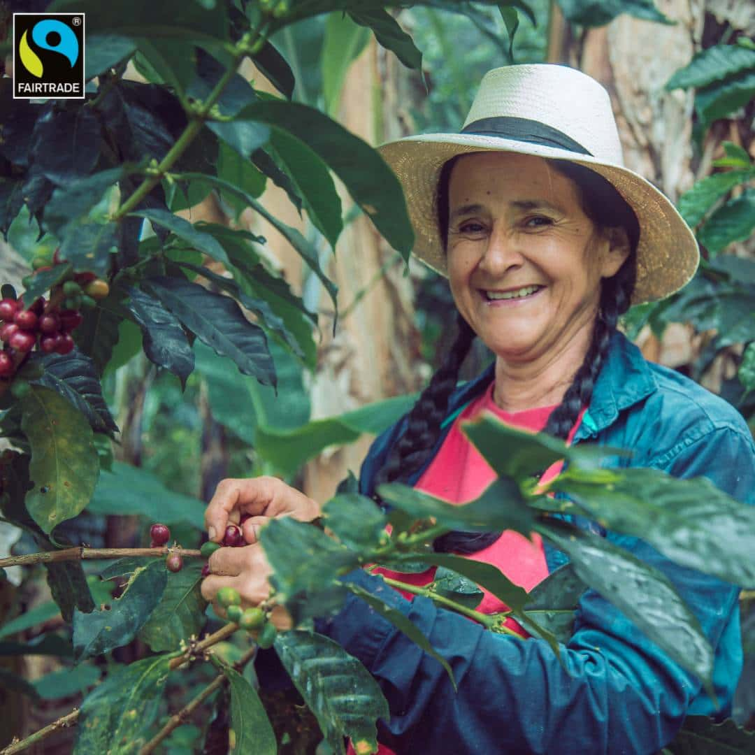 Women picking fair trade coffee