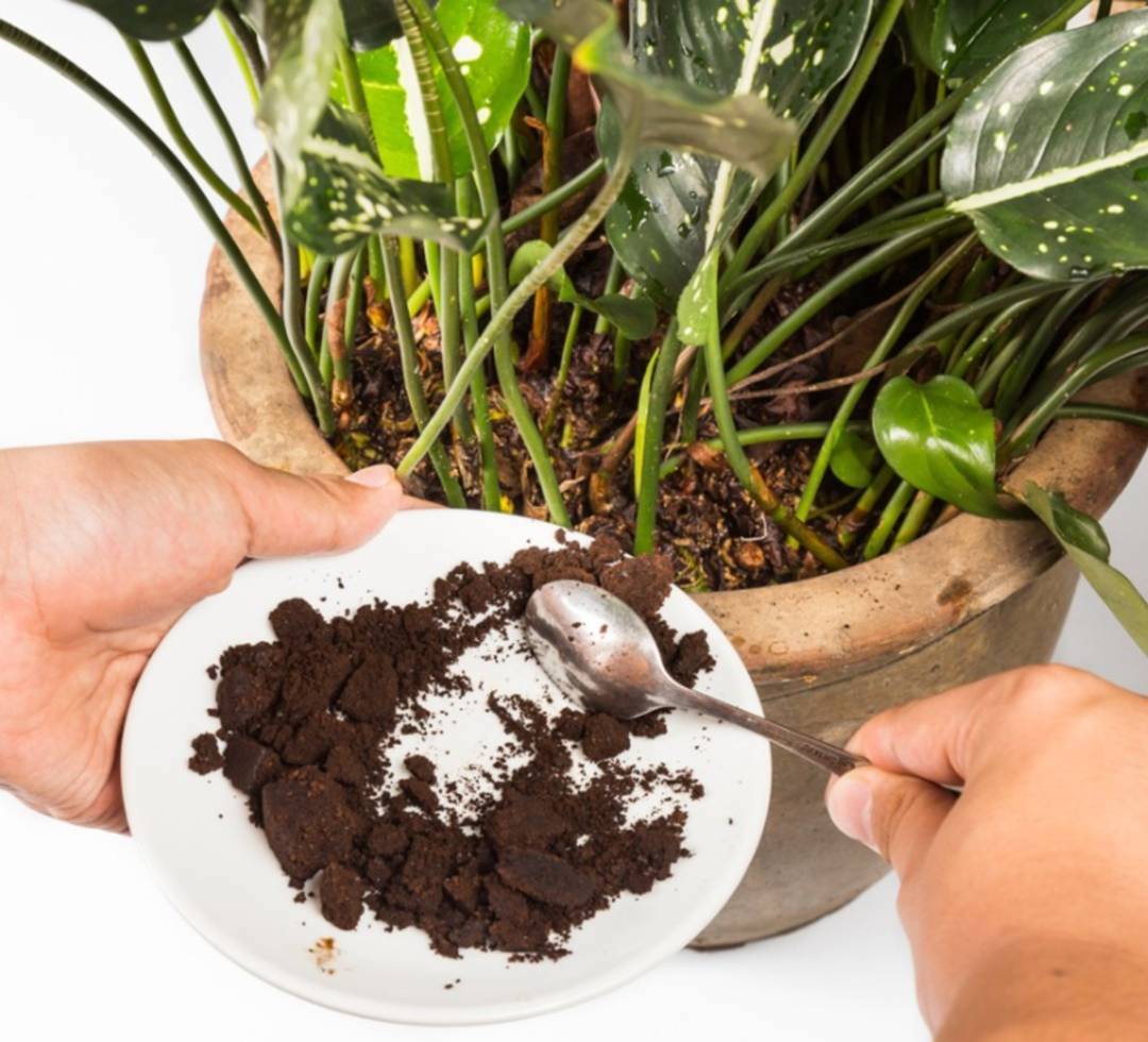Fertilize your plants with coffee grounds 