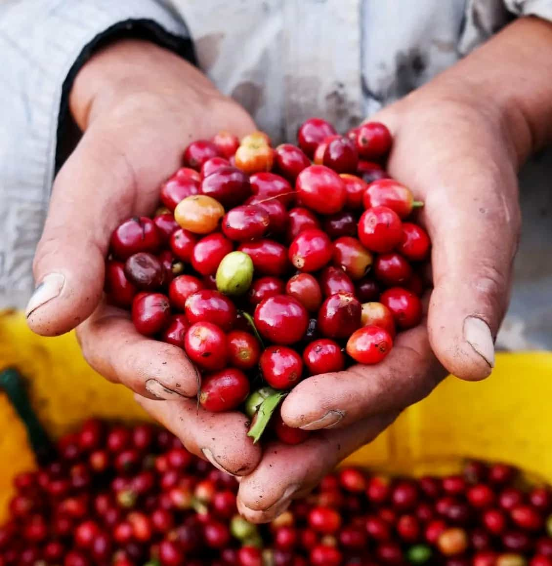 All of New Kings Coffee is sustainable, fairtrade and organic