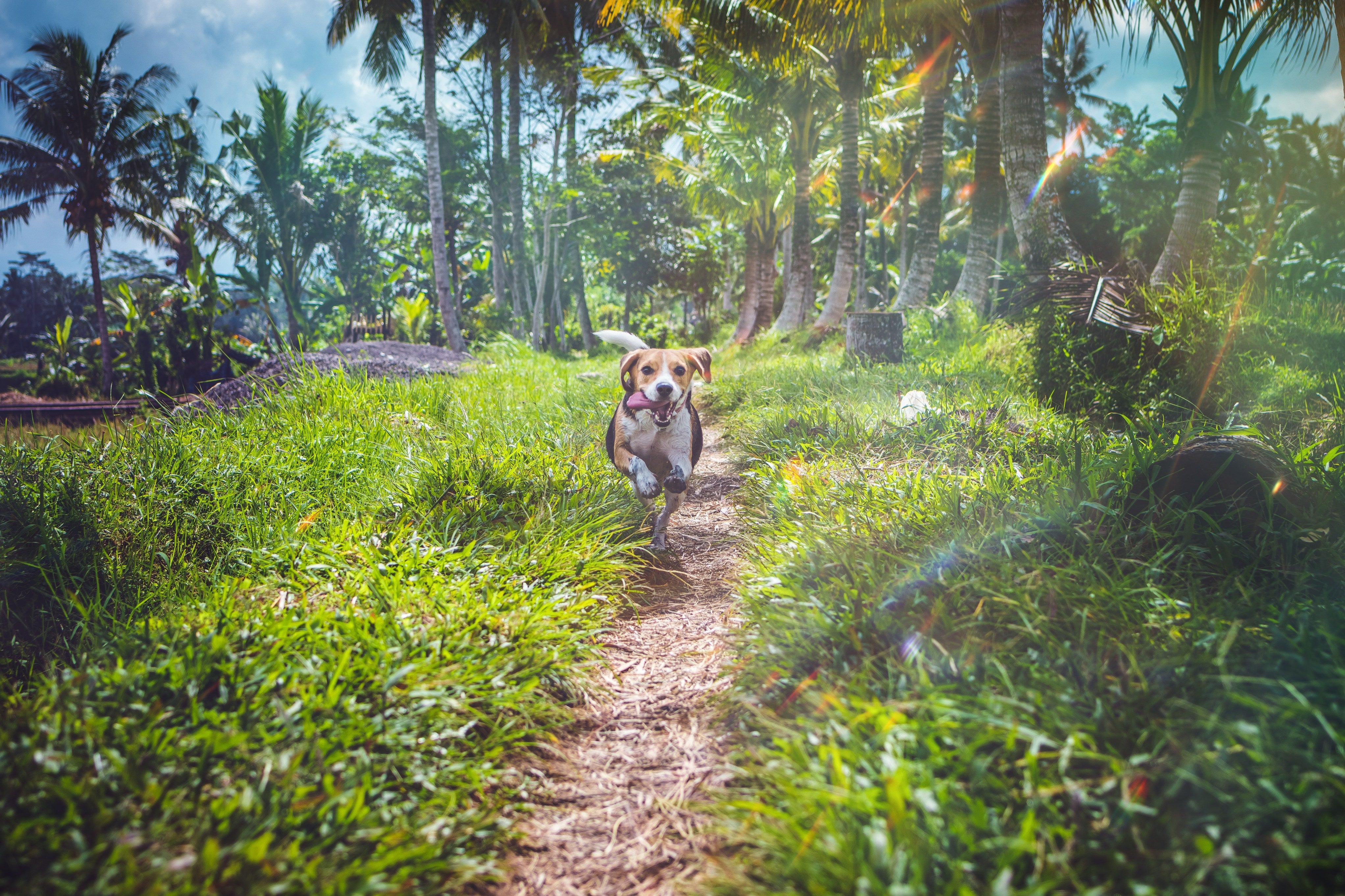 is rubber mulch bad for dogs