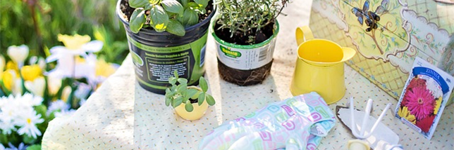 plants on a table 