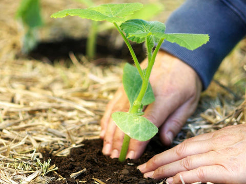 gardening