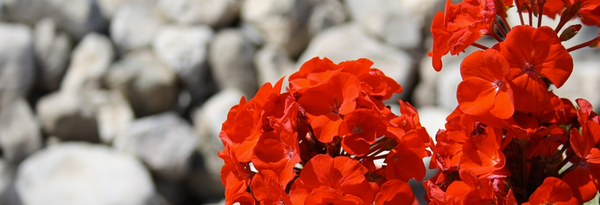 red flower on stone background