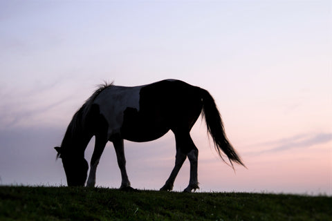 horse profile