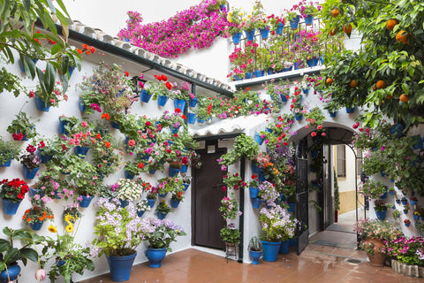 planting on the wall