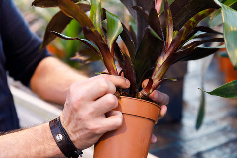 Centimeter middelen Regulatie Bromelia plant stekken? Zo doe je dat! | Bromelia Botanica
