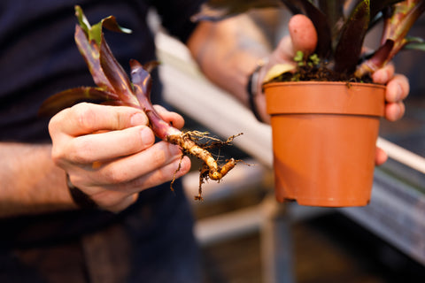 Centimeter middelen Regulatie Bromelia plant stekken? Zo doe je dat! | Bromelia Botanica