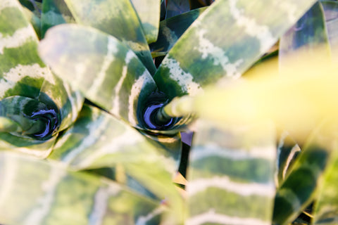 Pittig Necklet Afleiding Bromelia water geven? Zo doe je dat! | Bromelia Botanica