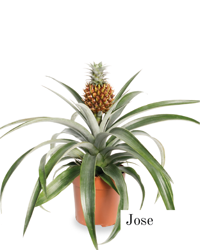 plak fundament Actuator Ananasplant kopen? | Jose | Bromelia Botanica