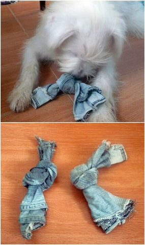 10 Easy Diy Toys For Your Dog Image 1