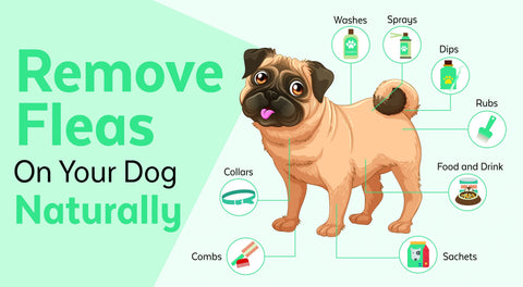 2021 Best Guide On Dog Flea Treatment Image 3