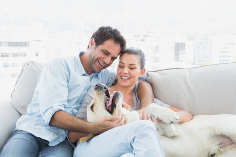 5 Smart Tips To Be A Better Pet Parent Image 2