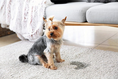 How To Clean Dog Pee From Carpet Image 1