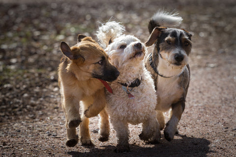 How To Teach Your Puppy Not To Bite Image 3