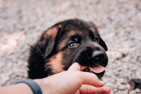 How To Teach Your Puppy Not To Bite Image 4