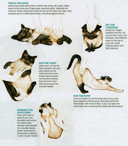 Noble Pawtrait’s Guide To Give Your Pet A Good Massage Image 3