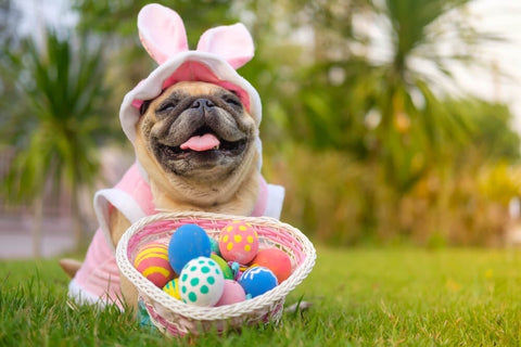 Tips To Have A Fun And Safe Easter With Your Pet Image 1