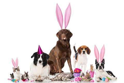 Tips To Have A Fun And Safe Easter With Your Pet Image 3