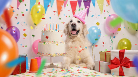 Top 5 Easy Dog Birthday Cake Recipes in 2021 Image 1