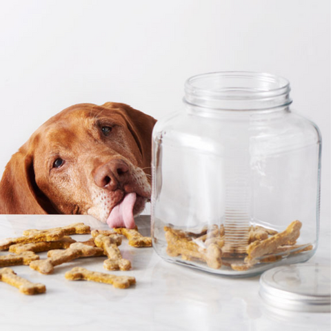 5 Best Homemade Dog Treat Recipes 