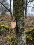 birch trees and scotch whisky