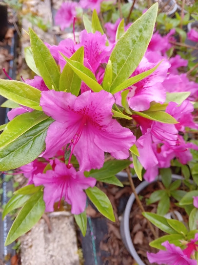 Azalea japonica 'Purple Splendour' – Caths Garden Plants