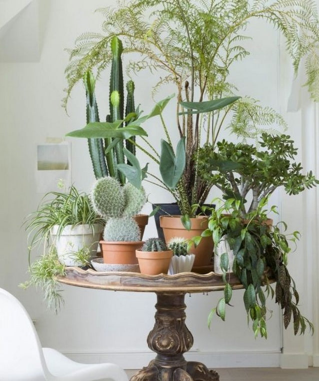 A plant corner