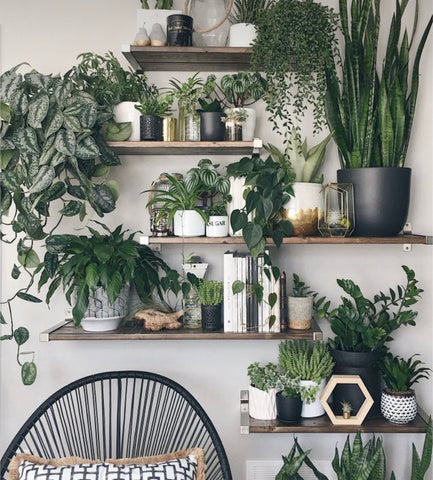 un mur végétal sur étagère