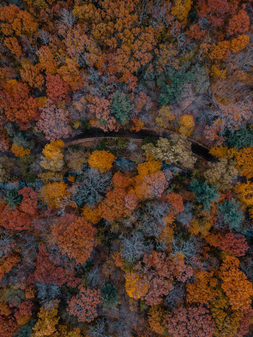 Herbstbäume und Farben