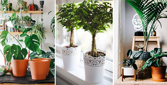 7 façons originales d'intégrer des plantes dans son décor