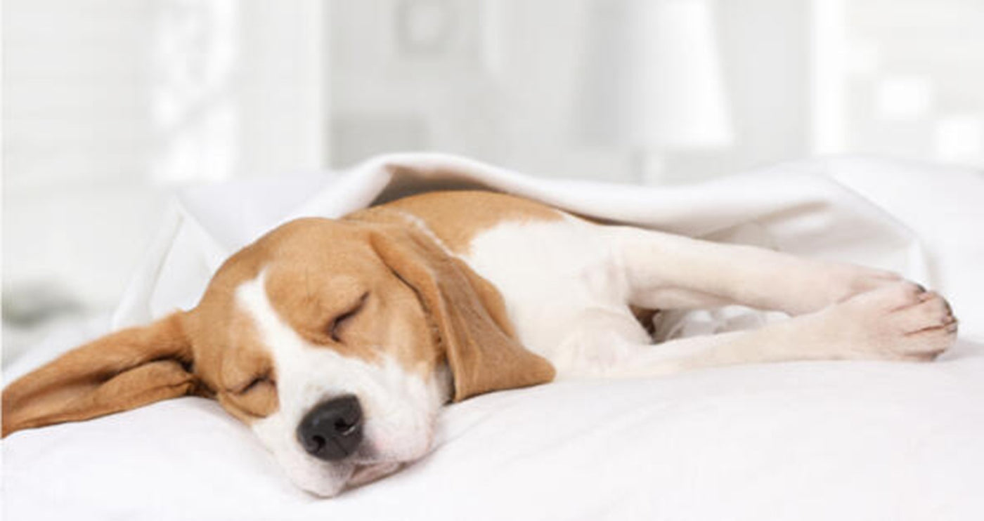 why dogs sleep after eating