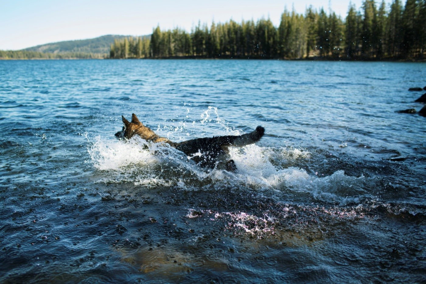 german shepherd mutt