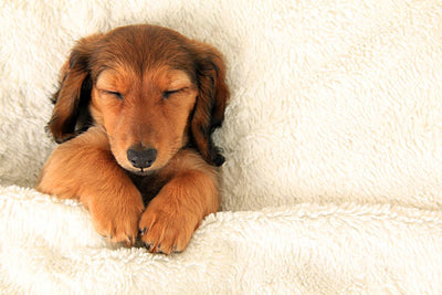 do puppies sleep after eating