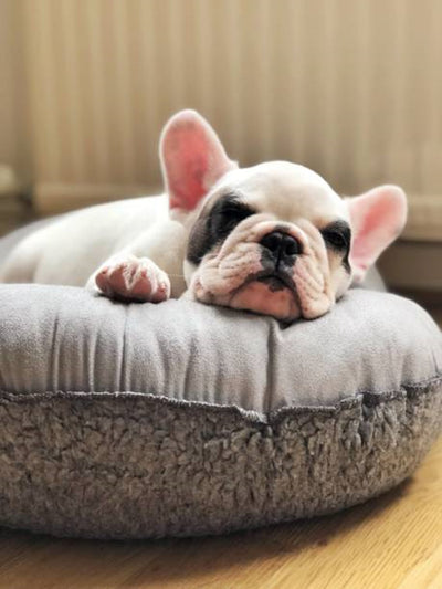 why dogs sleep after eating